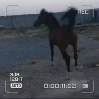 نریان ۳ساله عرب  خالص کره اسکایپ|اسب و تجهیزات اسب‌سواری|اراک, |دیوار