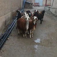 بره ماده شیشک افشار|حیوانات مزرعه|بروجرد, |دیوار