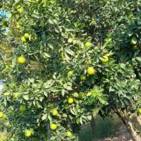 فروش پرتقال درجه یک|حراج|کردکوی, |دیوار