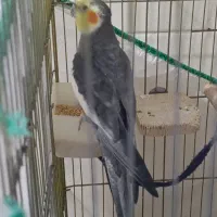 عروس هلندی نر رام و سخنگو