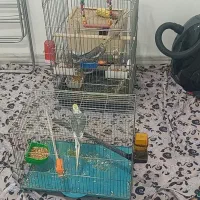 ۶ عدد عروس هلندی فروش یکجا قیمت ارزان