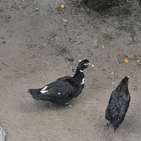 یه جفت اردک اسرائیلی جوان .معاوضه میشه