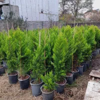 کاج لاوسون|گل و گیاه طبیعی|ایزدشهر, |دیوار