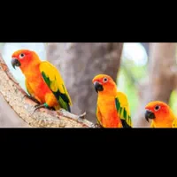 قبول واگذاری پرنده.