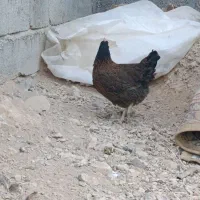 فروش و معاوضه مرغ جهادی کپ شوباغاز|حیوانات مزرعه|اصفهان, محمودآباد|دیوار