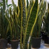 سانسوریا دورطلایی سطل هفت شمشیری پا بلند|گل و گیاه طبیعی|قم, نیروگاه|دیوار