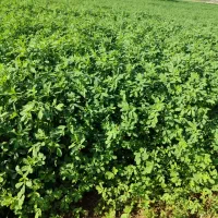 فروش یونجه در منطقه رودخانه|خدمات باغبانی و درختکاری|رودخانه, |دیوار