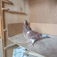 سلام پنج کبوتر خوب|پرنده|زابل, |دیوار