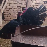 بوقلمون