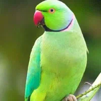 گمشده طوطی ملنگو