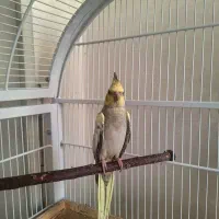 عروس هلندی ۲ ماهه