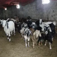 گوسفندمیش شیشک و بز نمونه|حیوانات مزرعه|خلخال, |دیوار