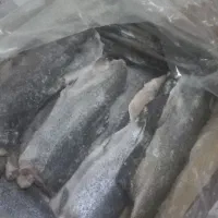 فیله ماهی غزل الاه