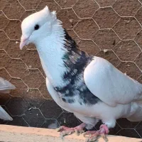 کبوتر غریب