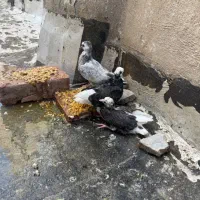 کبوتر پرشی