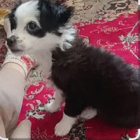 سگ  پیکینیز صفر