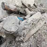 چوب تنه کنار