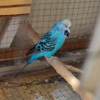 ده تا مرغ عشق