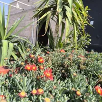 تعدادی گلدان مناسب حیاط یا روف گاردن