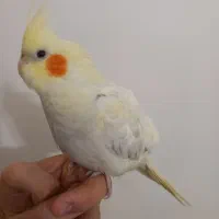 دو تا جوجه عروس هلندی دستی