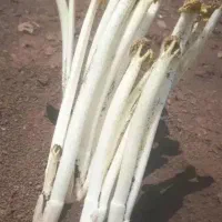 ریواس نیشابور