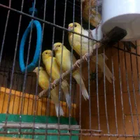 جوجه قناری و جوجه عروس|پرنده|ساوه, |دیوار
