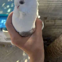 کبوتر|پرنده|قیروکارزین, |دیوار