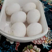 تخم غاز