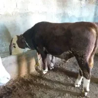 فروش گاونر تخمی