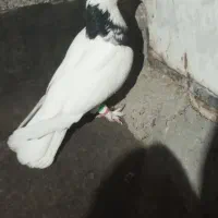 کفتر رنگه|پرنده|مشهد, کوی دروی|دیوار