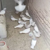 کبوتر کله الماسی جیرفت