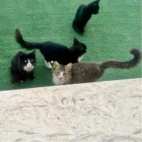 گربه ناز بازیگوش