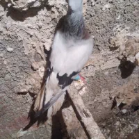 کفتر سبز دم سفید و گردن اسبی و دم نیم چتری