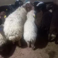گوسفند زنده