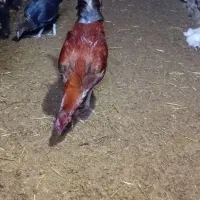 خروس لاری|حیوانات مزرعه|سامن, |دیوار