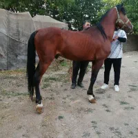 نگهبان برای اصطبل اسب