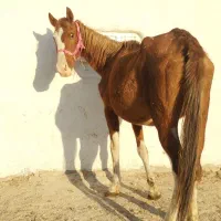 پنج راس اسب مادیون با فی