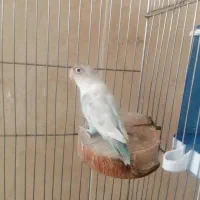 طوطی کوتوله برزیلی هم تکی موجوده هم جفت