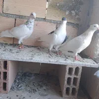 کفتر پرشی