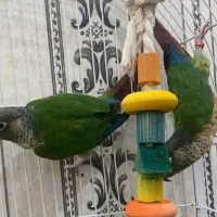 جفت گرینچیک مولد سالنی