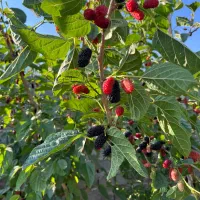 باغ-چهاردیواری