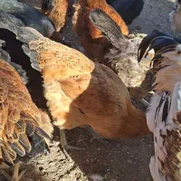 مرغ جوان ۸ماه|حیوانات مزرعه|اقبالیه, |دیوار