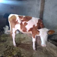 ۲ راس لیشه سیمنتال وهلشتاین اصیل گاو|حیوانات مزرعه|رشت, رودبارتان|دیوار