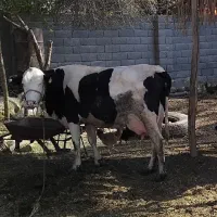 گاو سیمینتال