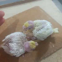 تعدادی جوجه سرلاکی عروس هلندی از ۸ روز تا ۳۵ روز