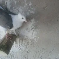 جفت دوکت یا پشتی جفت سفید اراکی با ی جوجه|پرنده|مرودشت, پشت سایپا‎|دیوار