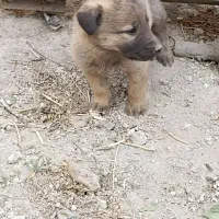 توله سگ سرابی