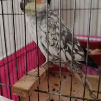 عروس هلندی مولد