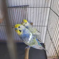 مرغ عشق رینبو و رنگین کمانی