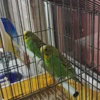 مرغ عشق ماده اماده درشت